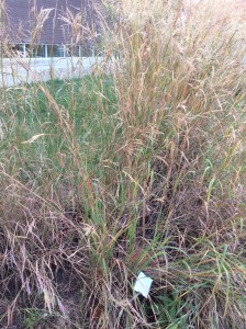 Yellow indiangrass