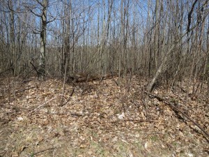 Young Forest Wildlife Habitat