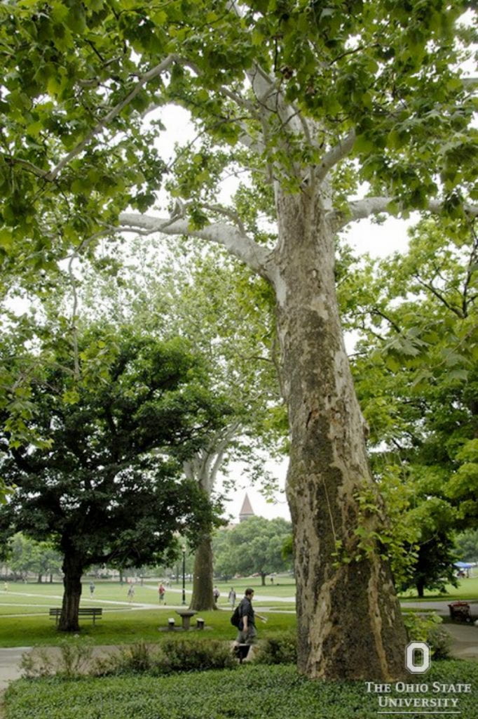 sycamore Constitution Tree