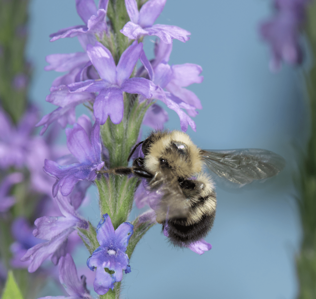 Bumble bee on purple flowers