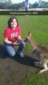 feeding kangaroo
