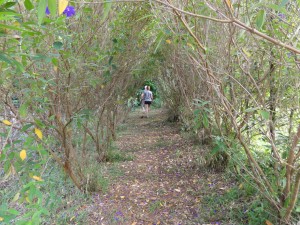 Path through Laureles Farm.