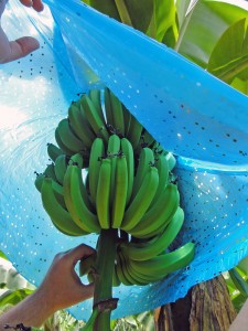 Banana are covered with treated plastic to ward off insects.