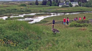 A goose keeps watch at Þingvellir National Park. 