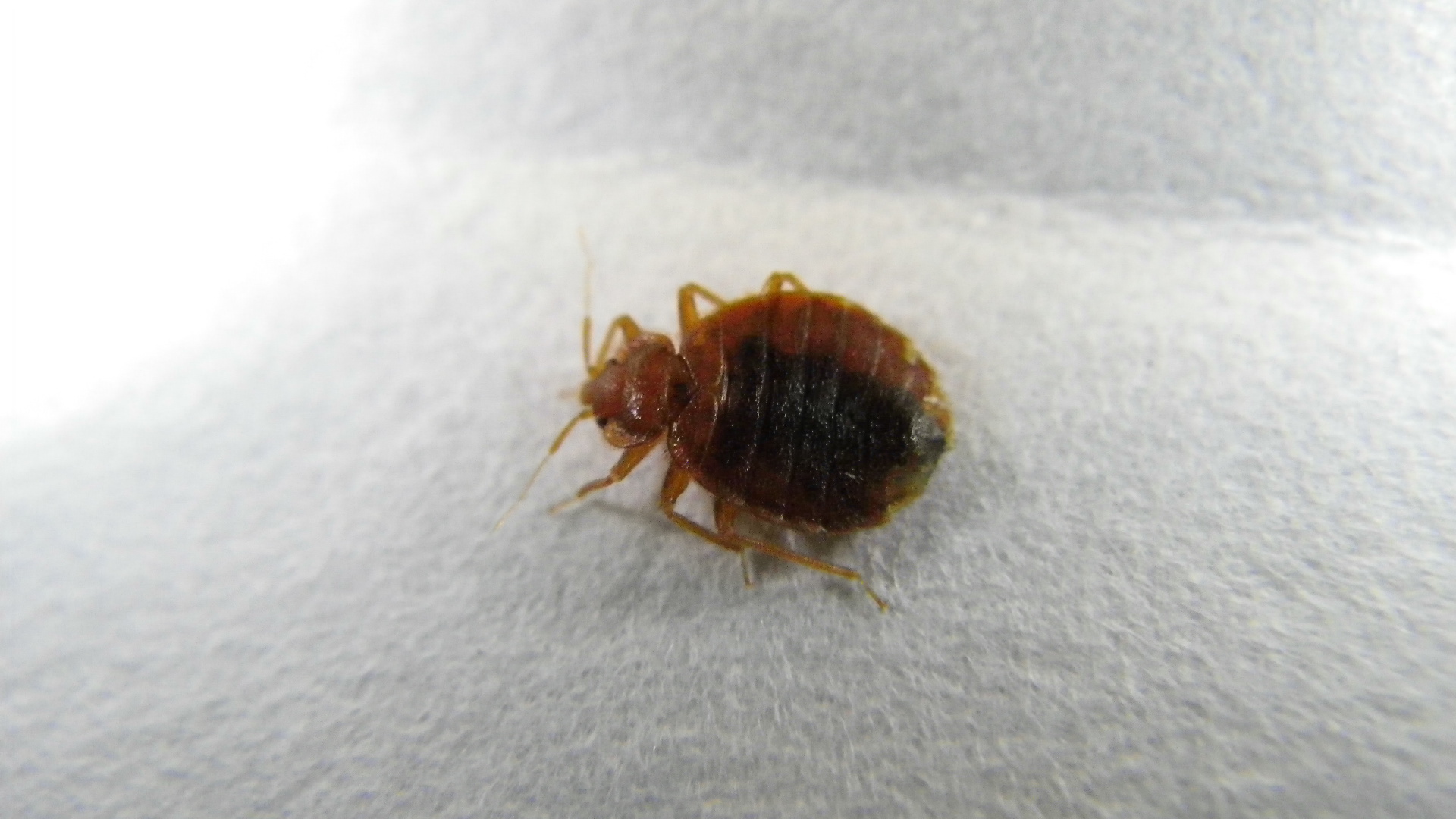 Bed Bugs and Eggs | Bed Bugs