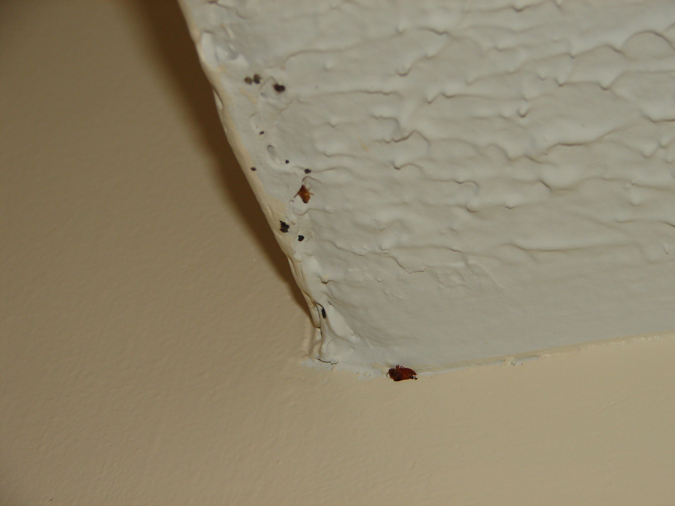 Bed Bugs On Ceiling