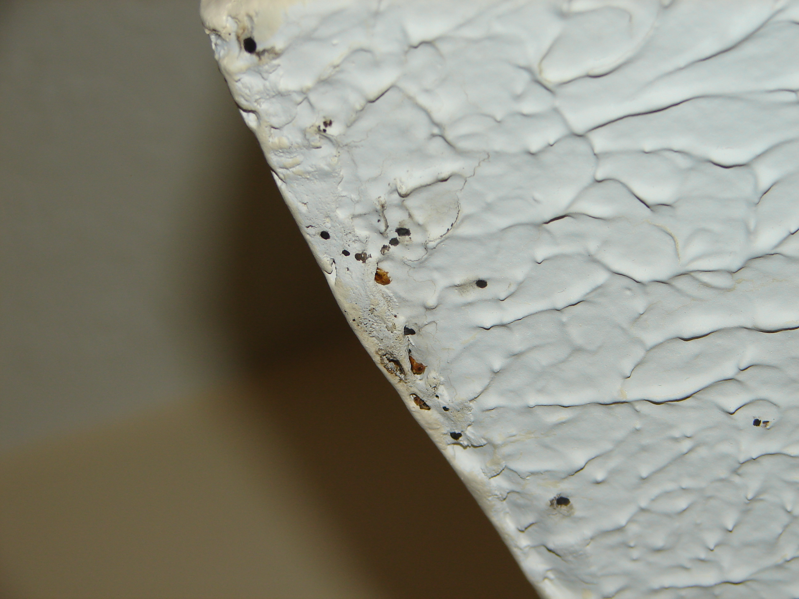 Bed Bugs On Ceiling 2