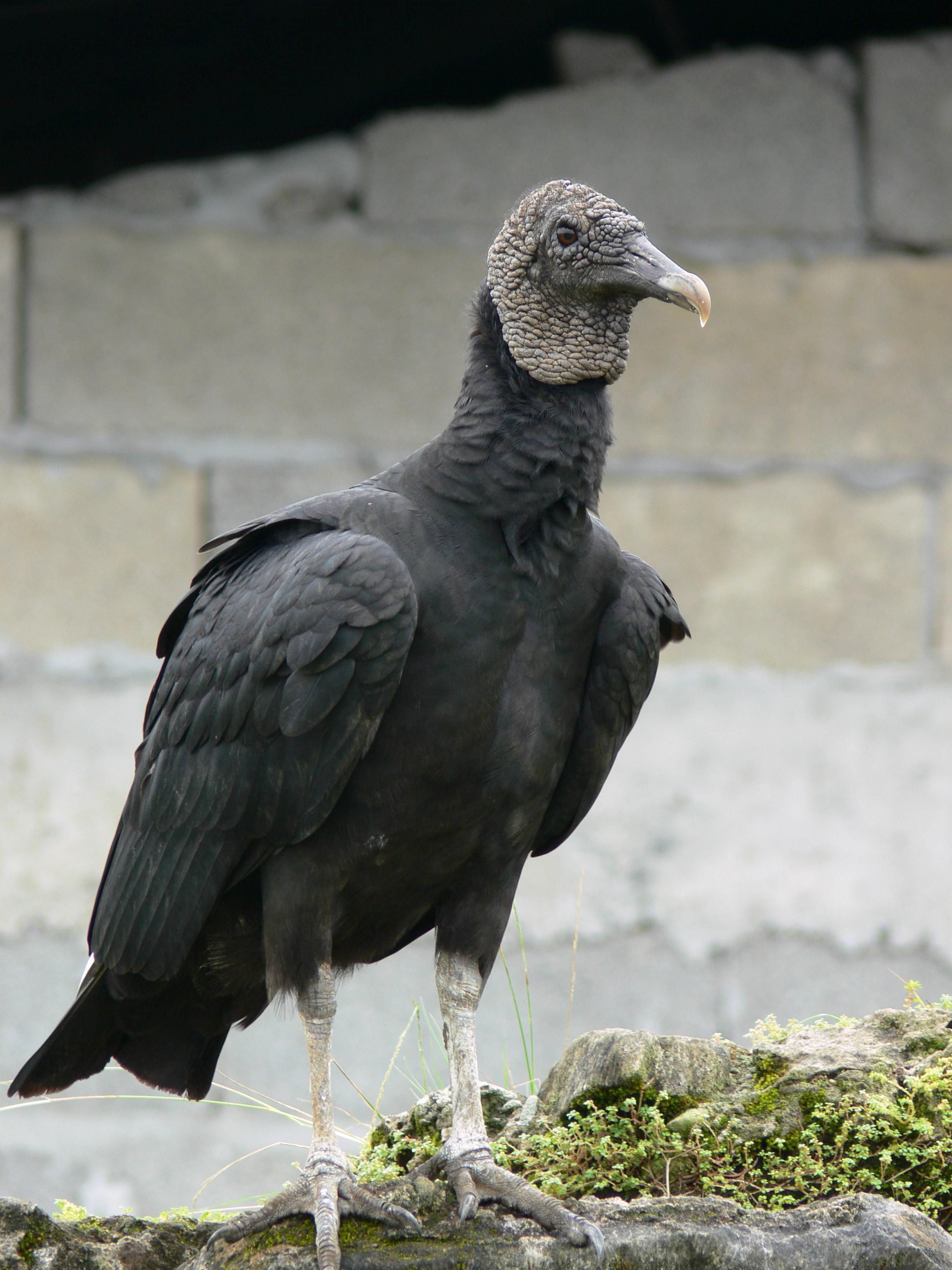 Request a ‘Depredation Permit’ Before Black Vultures 