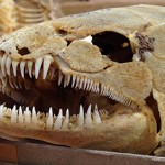 Bowfin (Amia calva) skeleton