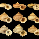 Molluscs icon