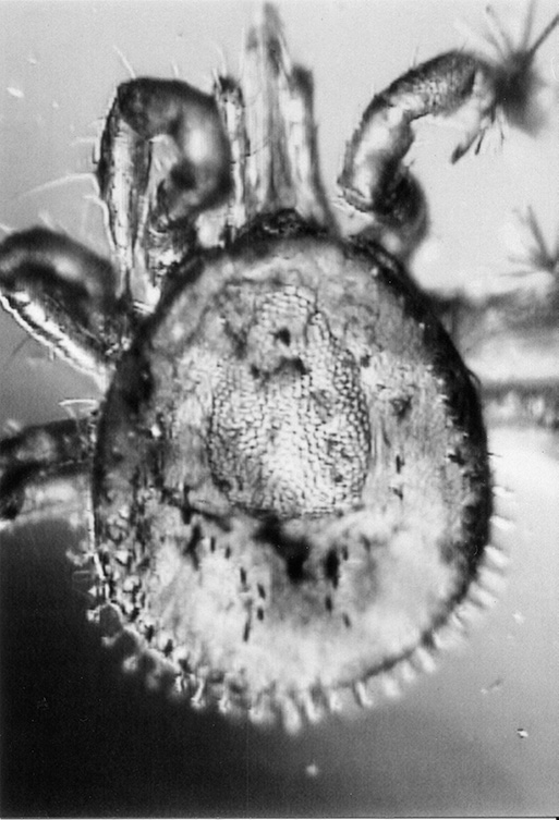The larva of Carios jerseyi, a fossil tick (Parasitiformes) with only 3 pairs of legs