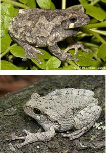 Gray tree frog (top) and Cope's gray tree frog (bottom). Courtesy of Wikipedia and Encyclopedia of Life