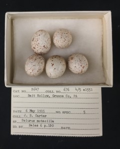 Louisiana Waterthrush eggs.