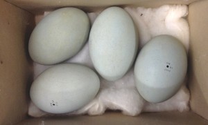 Great Blue Heron eggs