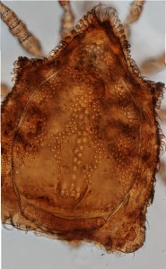Eutrachytes sp. (Uropodina), stacked image of dorsum