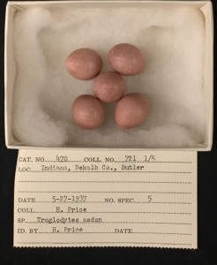House Wren Eggs.
