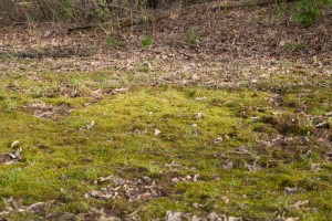 Photo of the habitat of the pale plait moss, Calliergonella lindbergii. The green mat on the forest floor is gametophyte.