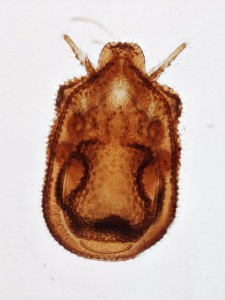 Macrodinychus sp. (Uropodina), stacked image at low magnification (40x)