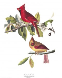 Northern Cardinal - plate in Birds of America by John James Audubon