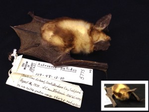 A Pallid Bat