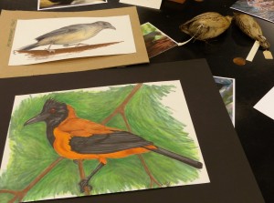 Drawing of a Hooded Pitohui by Stephanie Nelson