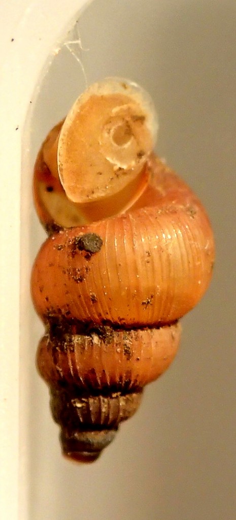 Parachondria rubicundus (Morelet, 1849)