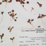 A specimen with many seedlings of a western Buckwheat (Erigonum)