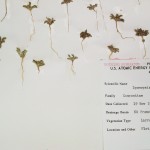 A specimen with seedlings of a species from the Daisy family (Asteraceae)