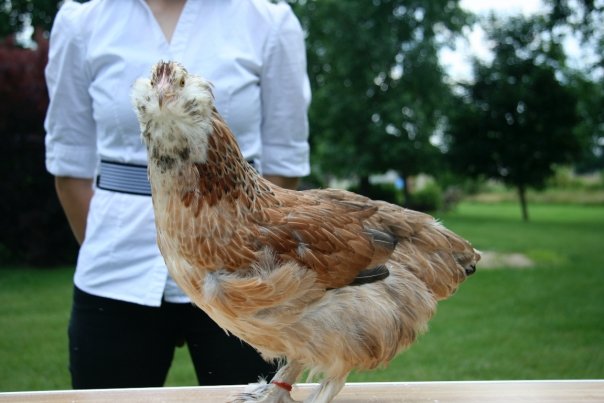 Ameraucana Chicken