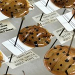 Tortoise beetles in the collection
