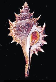 Eupleura pectinata (Hinds, 1844) Panama West