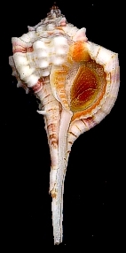 Vokesimurex bellus (Reeve, 1845) Venezuela