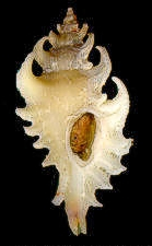 Pteropurpura debruini (Lorenz, 1989) South Africa