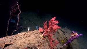 Benthic cnidarians are common in deep-sea canyons and seamounts. Here, octocorals, cup corals, and anemones share a rock at 1,459 meters depth in Hendrickson Canyon. Image courtesy of NOAA Okeanos Explorer Program, Our Deepwater Backyard: Exploring Atlantic Canyons and Seamounts.