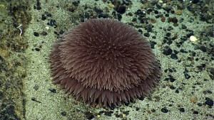 This image of a pompom anemone is a very helpful complement to our understanding of this species. The tentacles have small muscles at their base and are often shed when the animal is disturbed, so most museum specimens have no or very few tentacles. Image courtesy of NOAA Okeanos Explorer Program, Our Deepwater Backyard: Exploring Atlantic Canyons and Seamounts 2014.