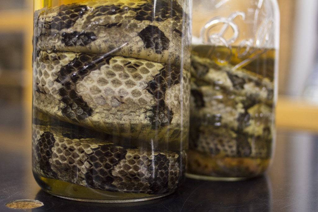 close up of Jars of Timber Rattlesnakes