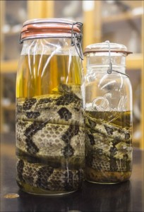 timber rattlesnake specimens in jar