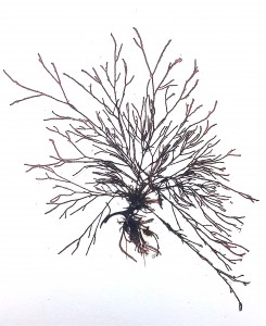 A finely branched red alga.