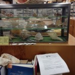 view of the mollusc collection