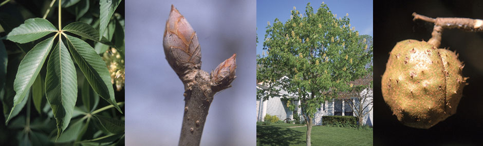 Ohio Buckeye leaf, bud, tree and fruit