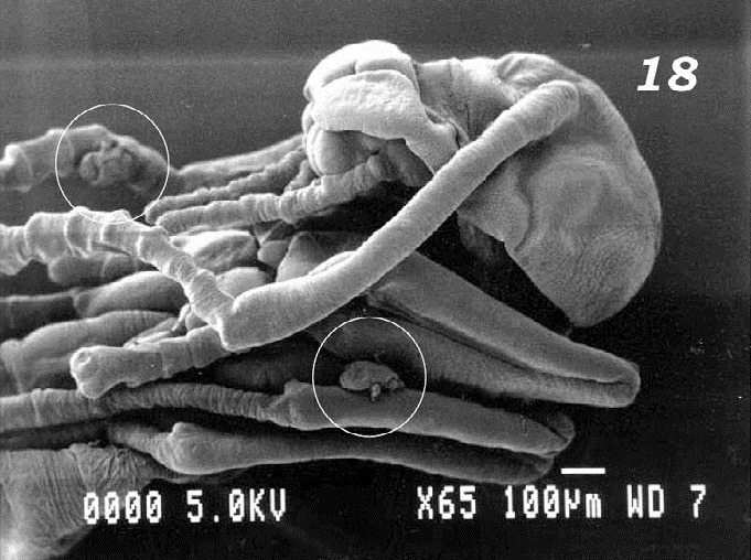 rvae of M. sellnicki (circled) attached to appendages of P. fulva pupa.