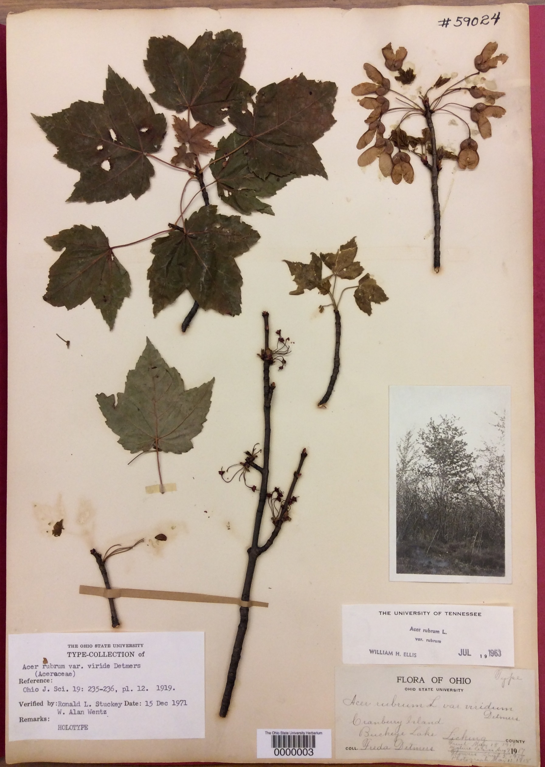 Examples of type specimens in the OSU herbarium | OSU Bio Museum
