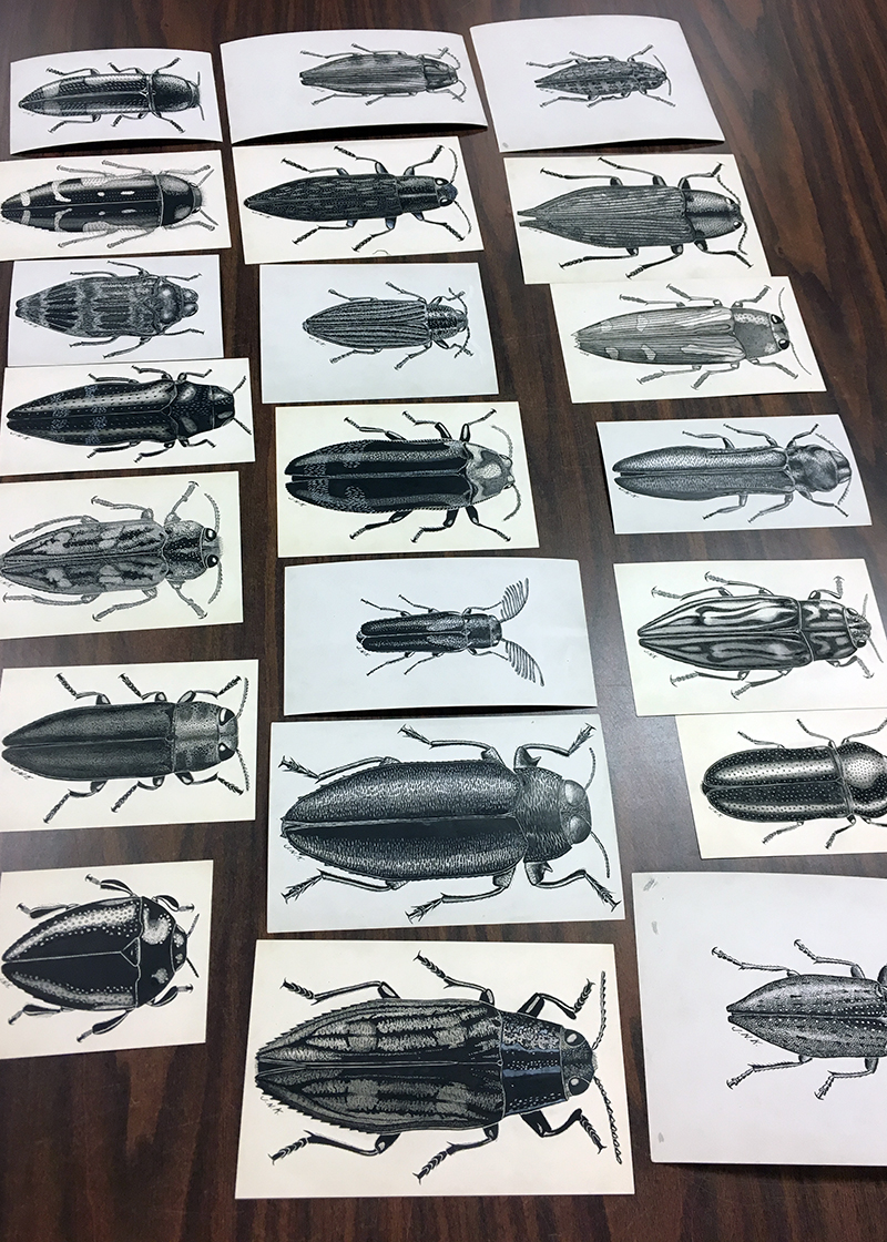 Sample of scientific illustrations produced by Josef Knull.