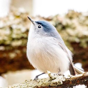 Blue-gray Gnatcatcher. Photo by Christopher Collins, 2017