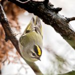 Golden-crowned Kinglet. Photo by Chris Collins