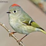 Ruby-crowned Kinglet. Photo by Jim McCormac