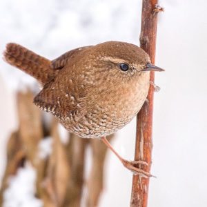 Winter Wren. Photo by Christopher Collins, 2016