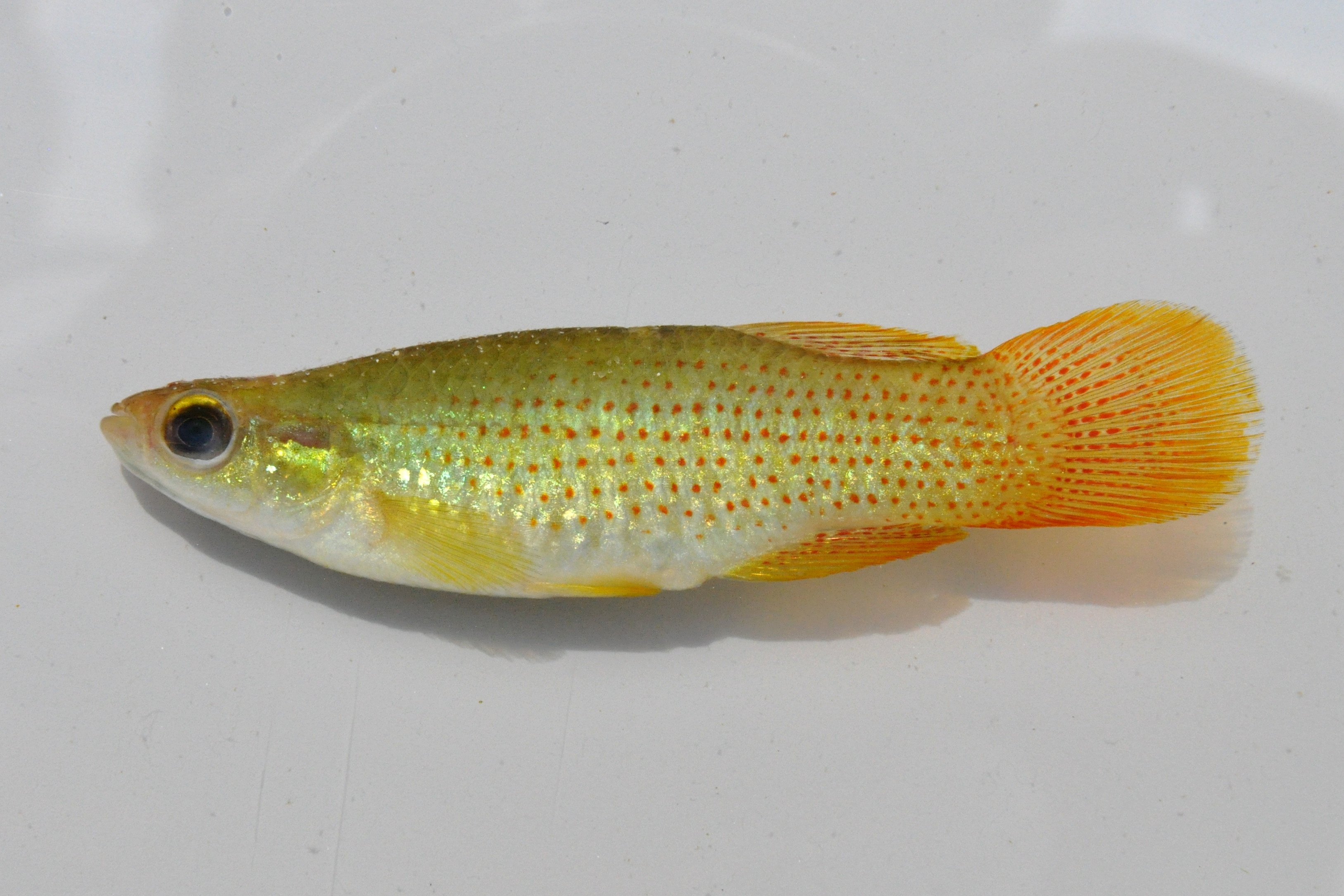 male golden topminnow from Ocala national forest FL 4OCT09 by BZ