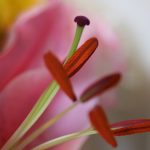 Petal Pink Macro Inside Flower Stamen