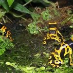yellow banded poison dart frogs